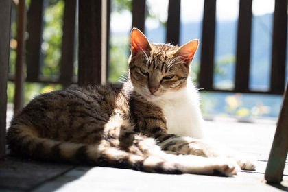 清境羊角村住宿大放送 清境羊角村住宿大放送