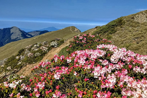 合歡山醉美杜鵑花~賞花專車 合歡山醉美杜鵑花~賞花專車